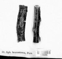 Cytospora leucostoma image